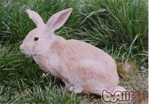 豫丰黄兔的品种简介