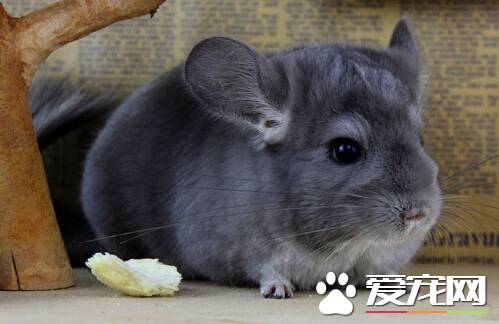 龙猫可以活多久 得看主人是如何饲养的了