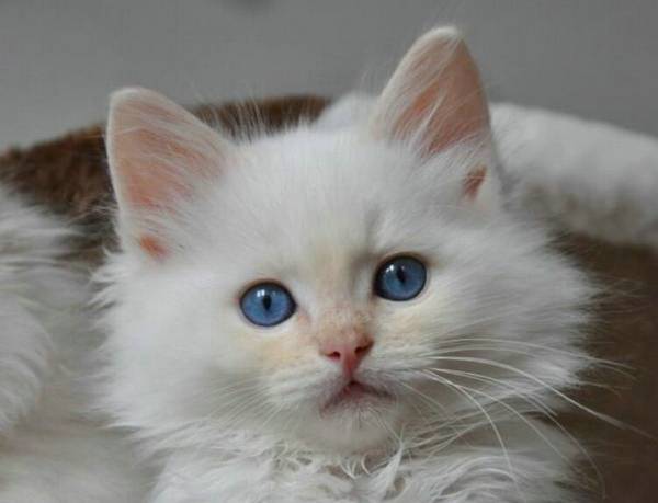 猫天生会用猫砂吗