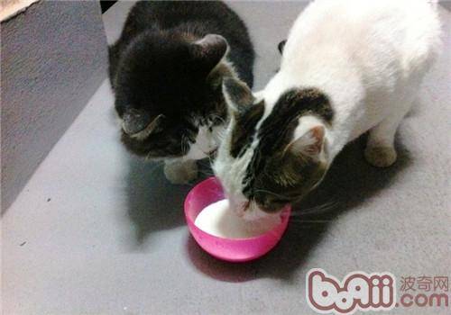 猫不能吃什么