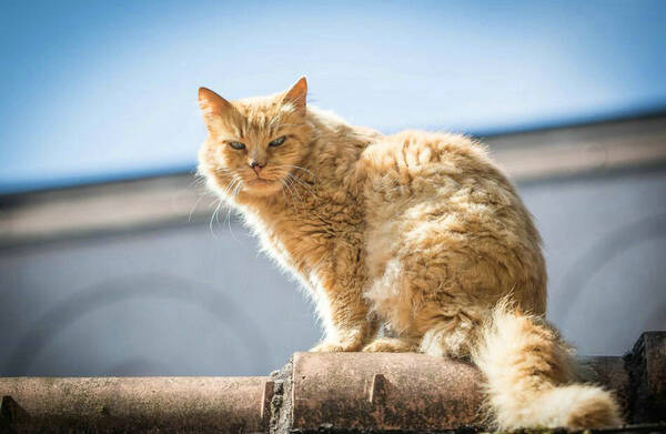 猫什么时候断奶