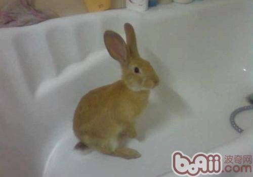 给宠物兔洗澡的要点