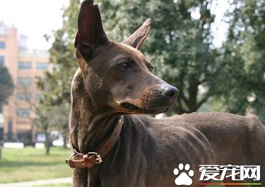 法老王猎犬打猎 法老王猎犬属于视觉猎犬