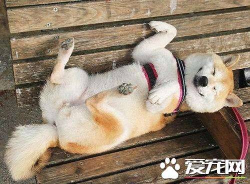 柴犬尴尬期吃什么 这些食物度柴犬非常有益