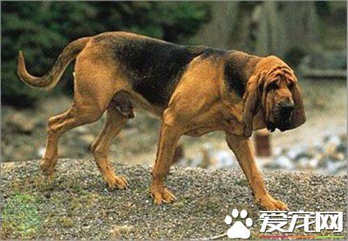 寻血猎犬智商 寻血猎犬智商排在第74位