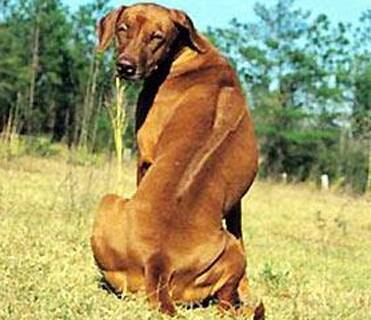 罗得西亚脊背犬的性格 性格较平易近人