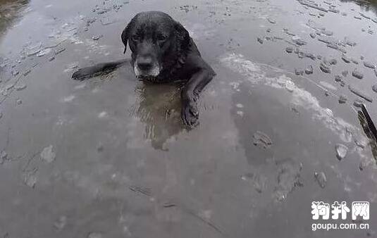 狗狗冬泳被卡在冰洞，情况危急