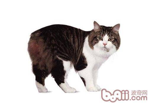 带盖的猫厕所并不适合所有的猫咪