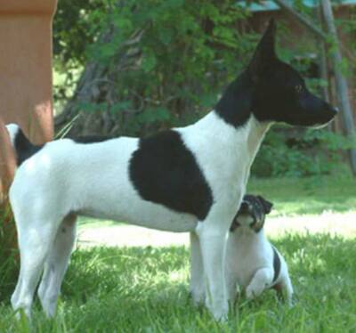 捕鼠梗犬的形态特征 该犬大腿长而有力
