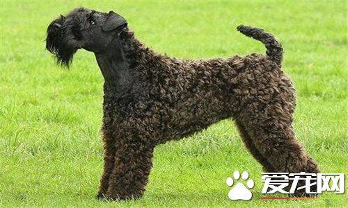 凯利蓝梗标准造型 公犬的标准身高应为47厘米
