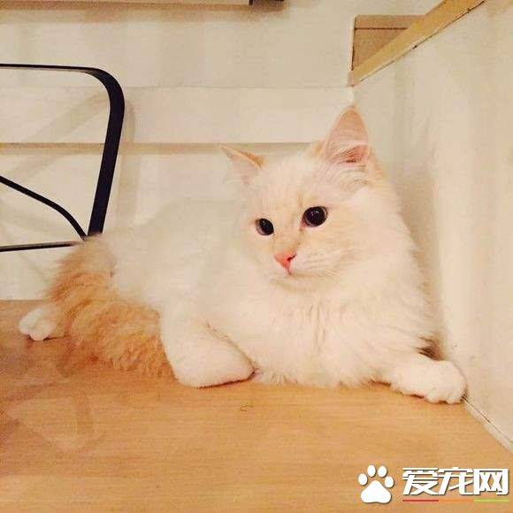 奶油色布偶猫多少钱 奶油色布偶猫怎么挑选