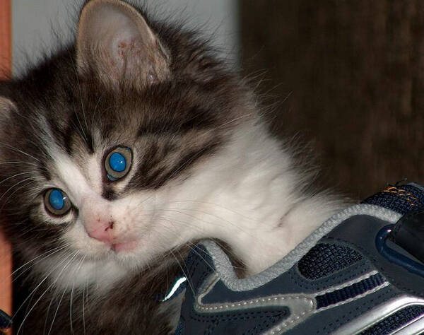 猫有没有寄生虫