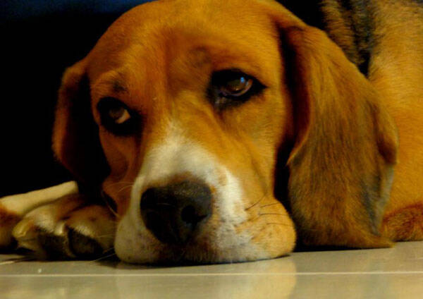 狗狗的眼泪为什么臭