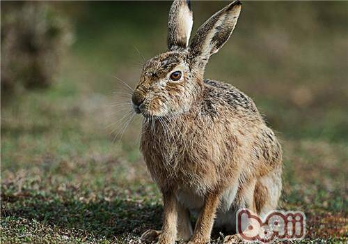 几种可以防治野兔疾病的中草药