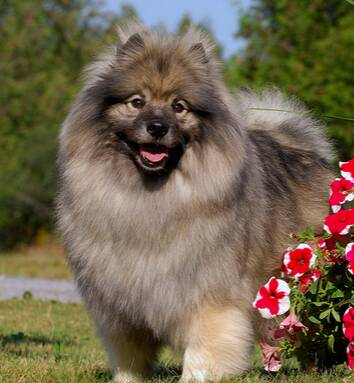 荷兰毛狮犬的形态特征 外形与博美很相像