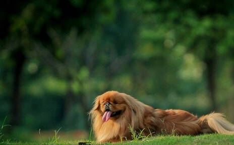 京巴犬的训练方法-  训练京巴犬翻滚