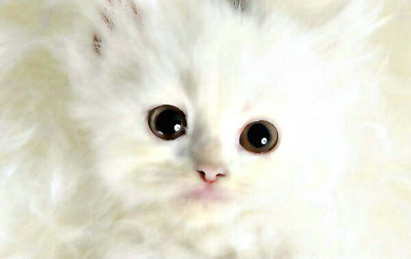 猫打喷嚏鼻涕黄有血丝