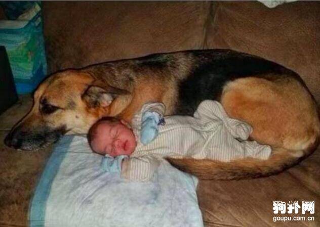 主人生了宝宝之后，狗狗每晚都回来巡视宝宝