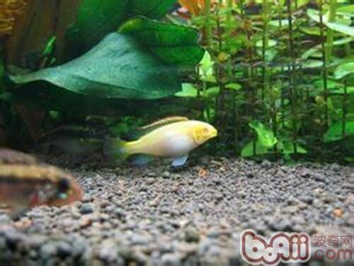 水色判断水质好坏的方法