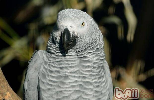 非洲灰鹦鹉的特点介绍