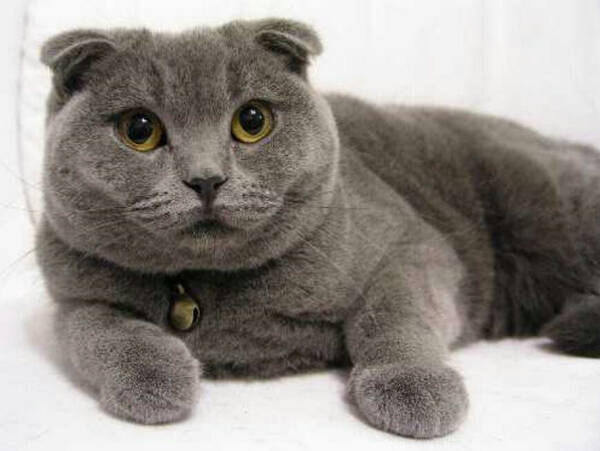 蓝猫脱毛吗