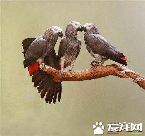 非洲灰鹦鹉寿命 非洲灰鹦鹉平均年龄50年