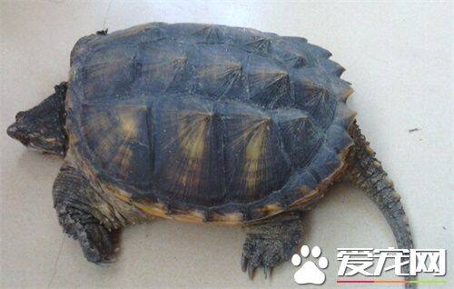 乌龟最长能活多少年 希腊陆龟活了116岁以上