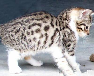 曼岛无尾猫的形态特征 该猫身材较短小