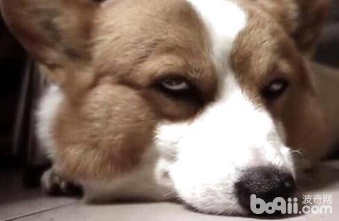 怎么判断狗狗是不是健康？