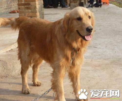 金毛会拆家吗 金毛拆家怎么办