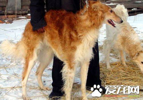 苏俄猎狼犬攻击性 什么原因导致狗狗会有攻击性
