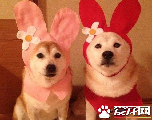 柴犬能吃骨头吗 最好不要给柴犬吃骨头