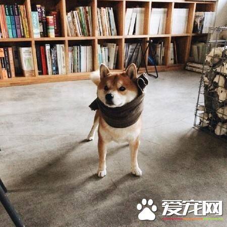 小柴犬的眼睛凹进去 小柴犬出现眼睛凹陷是什么原因