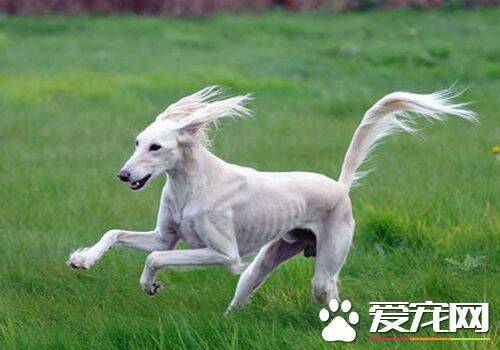 萨路基犬的特长 萨路基犬具有优秀的狩猎能力