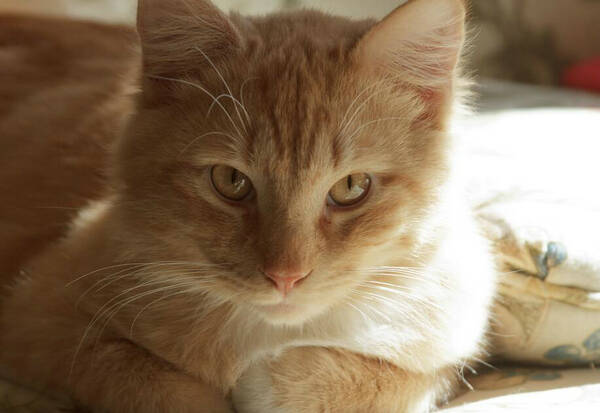 六个月的橘猫多重