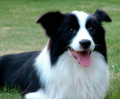 威尔士跳猎犬的性格 是一种活泼的狗