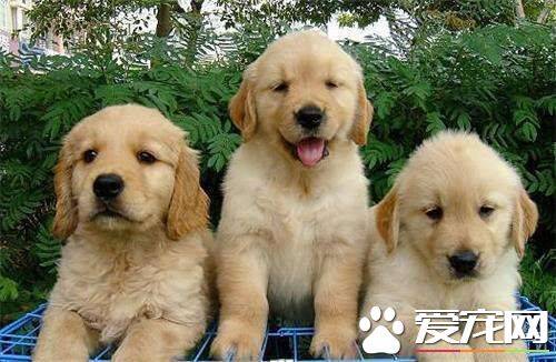 金毛能吃米饭吗 金毛吃什么最好