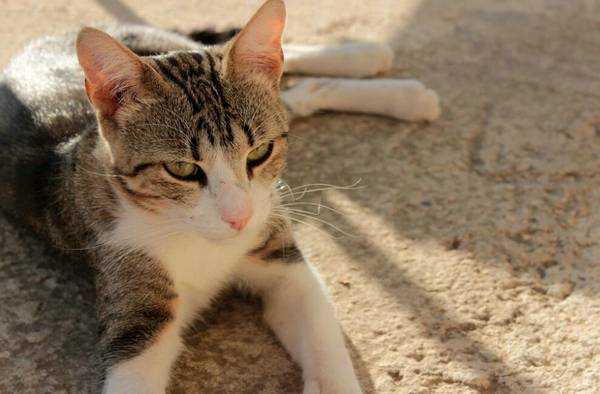小猫几个月打疫苗