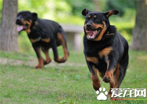 罗威纳犬能长多重 雄性罗威纳体重43至59公斤