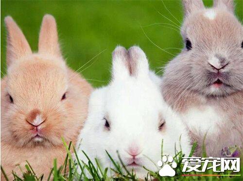 哪种宠物兔子最好养 三种最好养的兔子