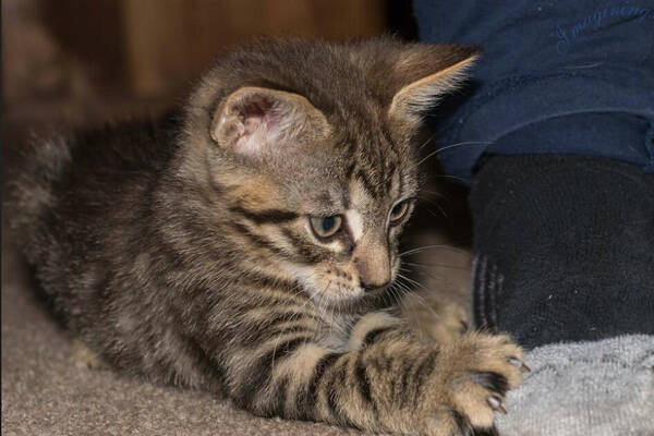 女生养猫为什么不好