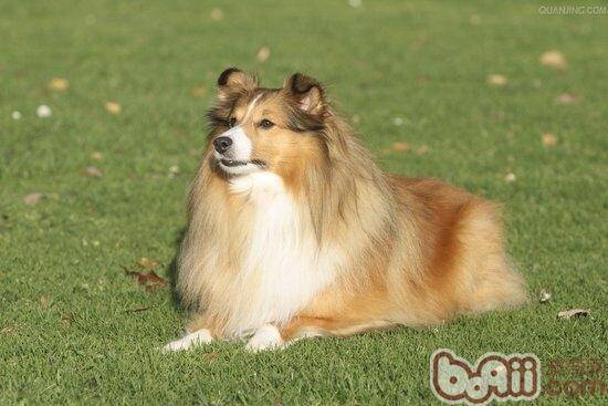 狗狗秋季要谨防哪些疾病