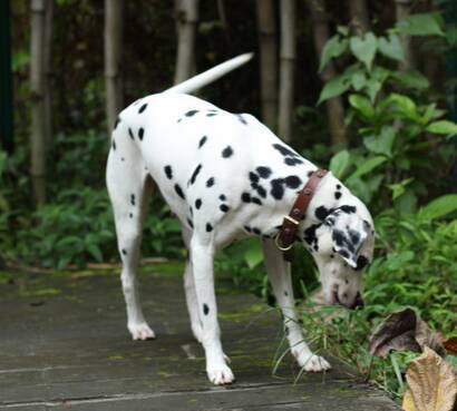 斑点狗能长多大 会长到50-61厘米左右