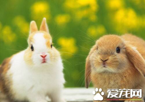 宠物兔子能长多大 体重一般在两斤半左右