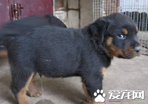 罗威纳犬饲养方法 罗威纳幼犬的饲料必须优质新鲜