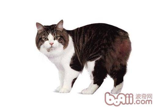 威尔士猫是怎样一种猫咪
