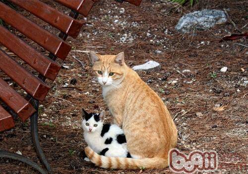 猫咪领养之你是否适合领养幼猫