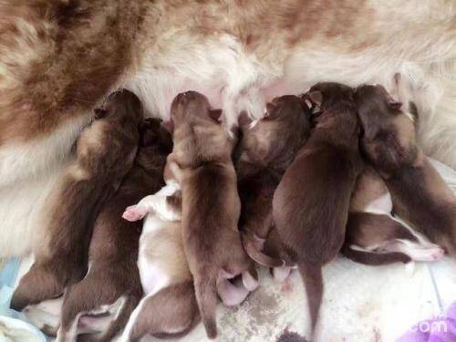 狗狗临产前征兆  狗狗临产前征兆有哪些？