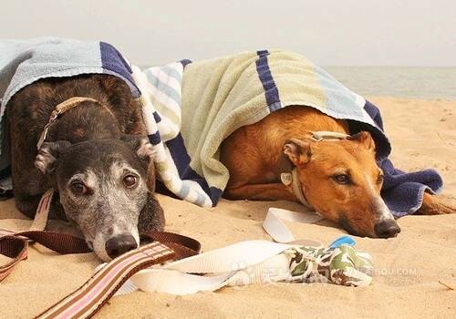 带狗狗去海边之必备行装,狗狗出门戴嘴套的好处