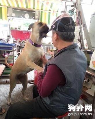 主人去世，忠犬竟然咬舌自尽前去陪伴